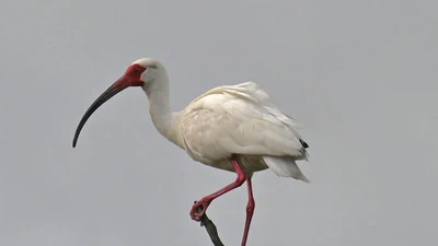 American White Ibis featured image