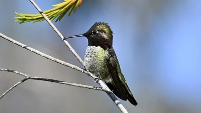 Anna's Hummingbird featured image