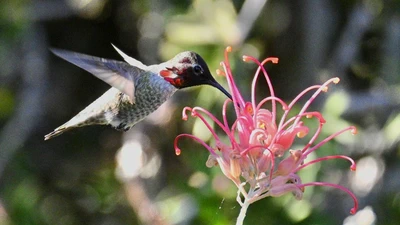 Anna's Hummingbird featured image