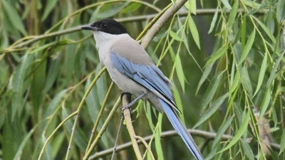 Azure-winged Magpie featured image