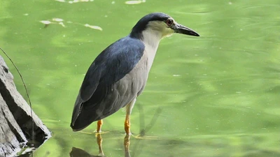 Black-crowned Night Heron featured image