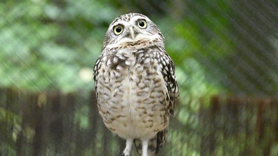 Burrowing Owl featured image