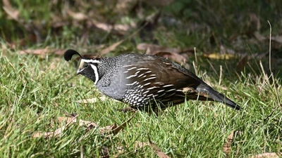 California Quail featured image