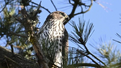 Cooper's Hawk featured image