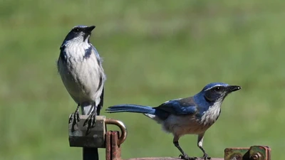 California Scrub Jay featured image