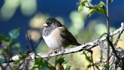 Dark-eyed Junco featured image
