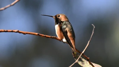 Allen's Hummingbird featured image