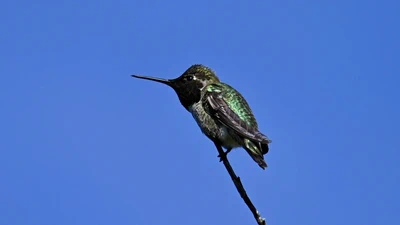Anna's Hummingbird featured image