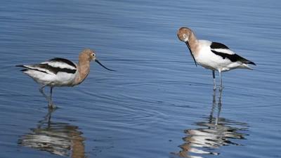 American Avocet featured image
