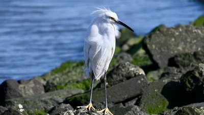 Snowy Egret featured image