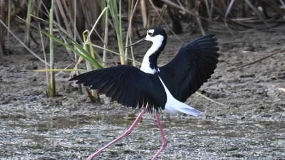 Black-necked Stilt featured image