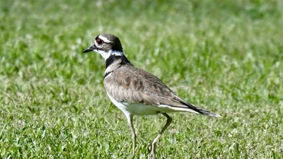 Killdeer featured image