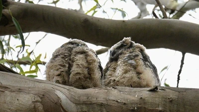 Great Horned Owl featured image
