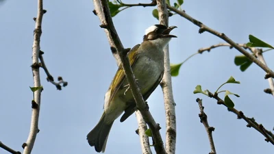 Light-vented Bulbul featured image