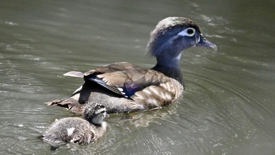 Wood Duck featured image